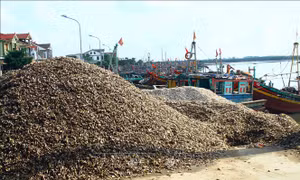 Vỏ ốc được đổ tràn lan tại cảng cá Lạch Vạn làm cản trở dòng chảy