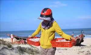 Ngư dân Quảng Trị được mùa cá khoai