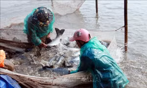 Phát triển hợp tác xã từ thực tiễn ở Nam Định - Bài 1: Đổi mới mô hình hoạt động