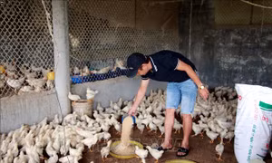 Phát triển hợp tác xã từ thực tiễn ở Nam Định - Bài cuối: Hướng tới sự bền vững