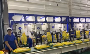 Sửa quy định về chứng nhận chủng loại gạo thơm xuất khẩu sang EU