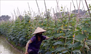 Liên kết tiêu thụ sản phẩm cây vụ Đông cho hiệu quả cao