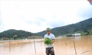 Mưa lớn nhấn chìm hơn 100 hecta vùng chuyên canh rau, hoa ở Lâm Đồng