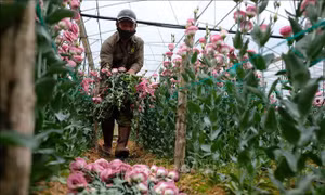 Hỗ trợ nông dân Lâm Đồng tiêu thụ hoa và nông sản 