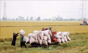 Lúa Hè Thu được giá