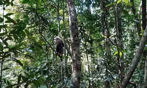 Thả khỉ đuôi lợn và trăn gấm về môi trường tự nhiên