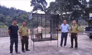 Vườn Quốc gia Kon Ka Kinh tiếp nhận 100 cá thể động vật quý hiếm trong hơn 3 năm