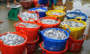 Ngư dân Quảng Bình trúng đậm mùa cá cơm