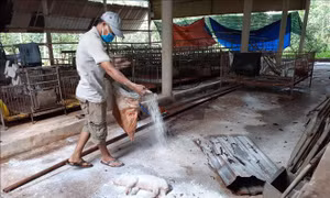 Dịch tả lợn châu Phi có dấu hiệu giảm dần