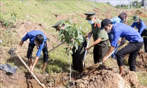  Cần Thơ: Phát động 'Tết trồng cây đời đời nhớ ơn Bác Hồ'