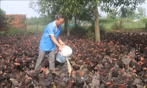 Người nuôi gà phục vụ thị trường Tết lo lắng khi giá giảm sâu