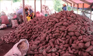 Khoai lang chỉ còn 4.500 đồng/kg, nông dân điêu đứng 