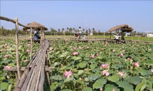 Đồng bào Chăm phát triển kinh tế từ mô hình trồng sen