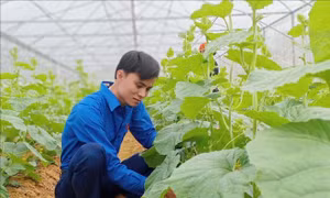 Làm giàu nhờ mô hình trang trại xanh ba sạch