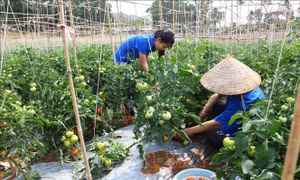 Nông nghiệp xanh - Bài 2: Dấu chân hợp tác xã trên hành trình xanh