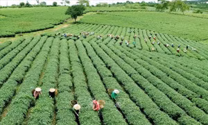 Nới cơ chế tín dụng nông nghiệp, nông thôn