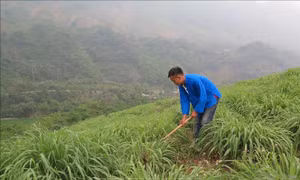Sả đỏ - hướng thoát nghèo mới bền vững cho nông dân Lào Cai