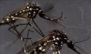 Thả muỗi biến đổi gene ra môi trường để ngăn ngừa dịch bệnh
