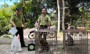 Kiên Giang: Tiếp nhận 4 cá thể động vật rừng thuộc nhóm IIB