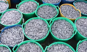 Ngư dân trúng đậm 'lộc biển' trong chuyến vươn khơi đầu xuân