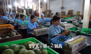 Sản xuất trái cây sạch để tăng giá trị xuất khẩu