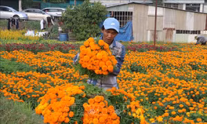 Rộn ràng cánh đồng hoa lớn nhất ở Bình Dương