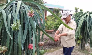 Giá thanh long ruột đỏ tăng gần gấp đôi so với trước Tết