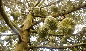 Xây dựng chuỗi ngành hàng sầu riêng bền vững