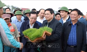 Thủ tướng Phạm Minh Chính xuống đồng cùng nông dân tỉnh Hải Dương
