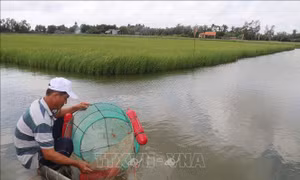 Nuôi tôm thâm canh mật độ cao cho lãi 400 triệu đồng/ha/vụ