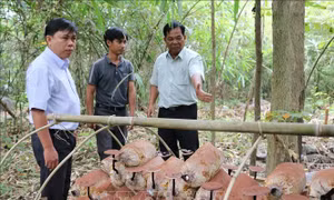 Bảo tồn nguồn gen nấm Linh chi Vườn Quốc gia Phước Bình
