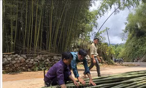 Thu tiền triệu từ trồng cây trúc 