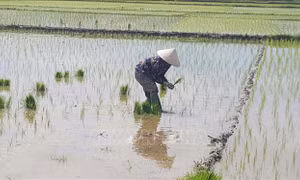 Nông dân Vĩnh Phúc xuống đồng gieo cấy vụ Xuân