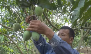 Thương hiệu xoài Yên Châu (Sơn La) vươn xa