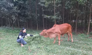 Lấy người dân làm trọng tâm - cách làm hay trong giảm nghèo ở Phú Bình