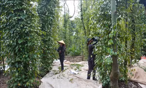 Đảm bảo giá trị ngành hồ tiêu phát triển bền vững