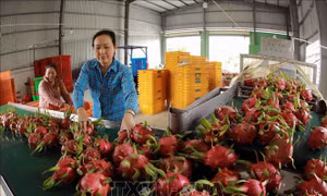 Hỗ trợ nông dân Long An ứng dụng công nghệ cao trong trồng cây ăn trái