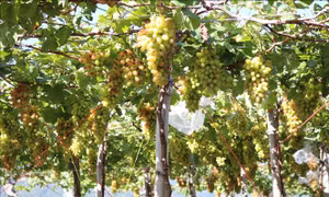 Sản phẩm OCOP quốc gia - Bài 2: Hình thành vùng nguyên liệu tập trung, chú trọng xây dựng thương hiệu