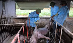 Hà Tĩnh phát hiện ổ dịch tả lợn châu Phi đầu tiên