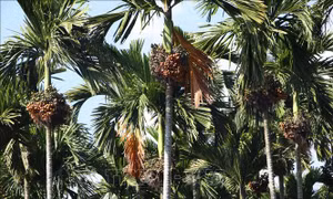 'Xứ ngàn cau' đau vì rớt giá