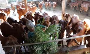 Xây dựng thương hiệu 'Bò Ba Tri'