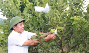 Hành trình làm giàu của triệu phú thương binh 