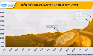 Thị trường ca cao thế giới đang tạo nên bước ngoặt mới