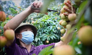 Kết nối tiêu thụ cho vải thiều sớm Tân Yên 