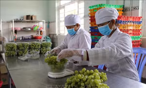 Nho xanh Ninh Thuận lên sàn giao dịch thương mại điện tử