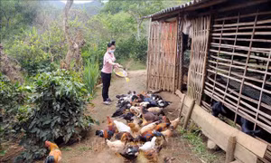 Hỗ trợ phụ nữ Sơn La phát triển kinh tế, giảm nghèo bền vững