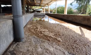 Điện Biên: Nước suối chuyển màu, cá chết, dân ô nhiễm vì chế biến dong riềng