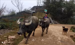 Giá trâu, bò giảm, người chăn nuôi ở Lào Cai 'tiến thoái lưỡng nan'
