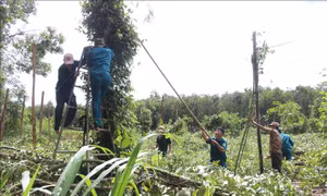 Mưa lớn kèm theo lốc xoáy ở Bình Phước, hàng ngàn trụ tiêu bị gãy đổ