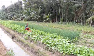 Chuyển đổi đất lúa khó sản xuất sang trồng màu thu nhập cao gấp 3 - 4 lần